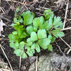 Scots Lovage thumbnail 3