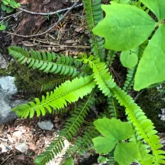 northern holly fern thumbnail 1