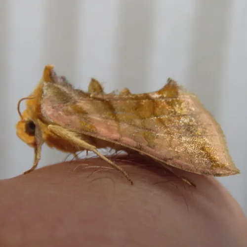Unspotted Looper Moth
