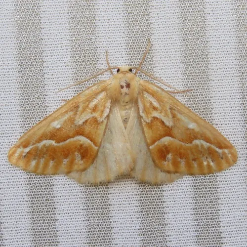 Northern Pine Looper Moth