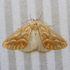 Northern Pine Looper Moth thumbnail 1
