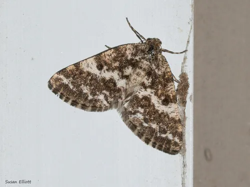 Sharp-lined Powder Moth