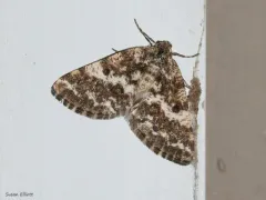 Sharp-lined Powder Moth thumbnail 1