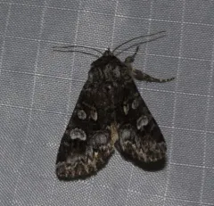 Glaucous Shears Moth thumbnail 4