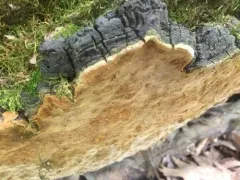 Fulvifomes johnsonianus thumbnail 4