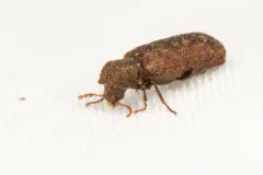 Lichenophanes mutchleri thumbnail 3