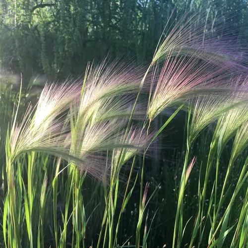 Foxtail Barley