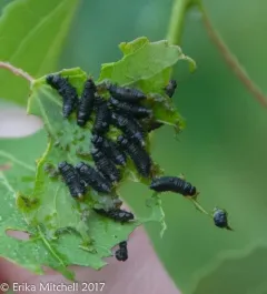 American Aspen Beetle thumbnail 4