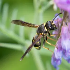 Pitted Mason Wasp thumbnail 3