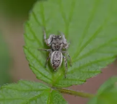 Pelegrina flaviceps thumbnail 2