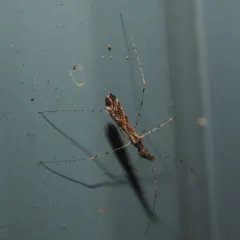 Empicoris errabundus thumbnail 2