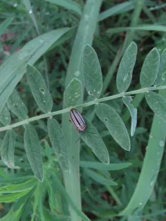 Disonycha punctigera thumbnail 4