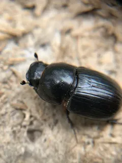 gravedigger dung beetle thumbnail 2