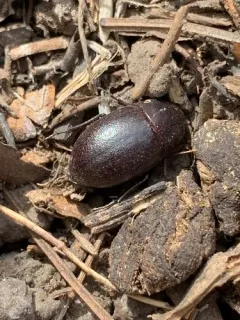 Coniontis ovalis thumbnail 2