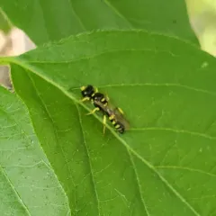Crossocerus nitidiventris thumbnail 4