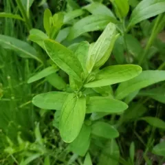 spotted St. John's wort thumbnail 1