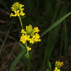 bitter wintercress thumbnail 3