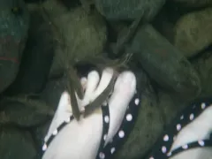 Western Speckled Dace thumbnail 3