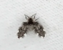 Clytocerus americanus thumbnail 2