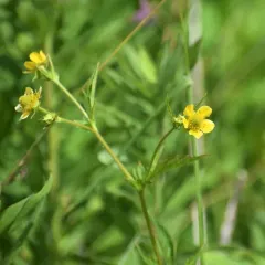 Yellow Avens thumbnail 3