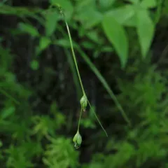 threeseeded sedge thumbnail 1