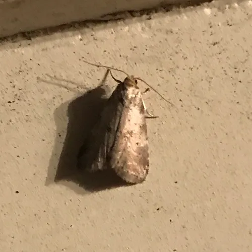Dotted Graylet
