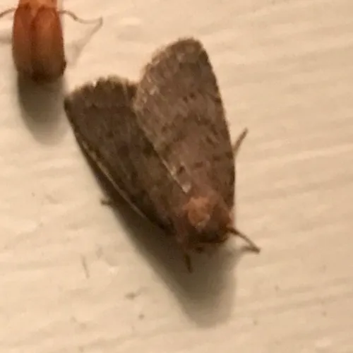Slowpoke Moth