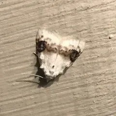 Blurry-patched Nola Moth thumbnail 2