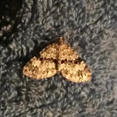 Double-banded Carpet Moth thumbnail 2