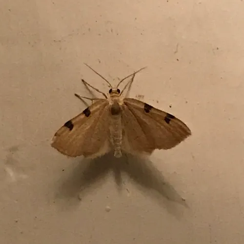 Three-spotted Fillip