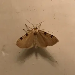 Three-spotted Fillip thumbnail 1