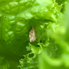 Oak Leafroller Moth thumbnail 3