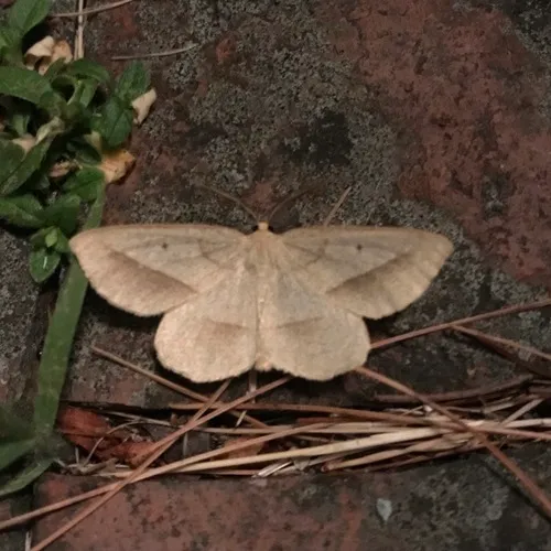 Least-marked Euchlaena Moth