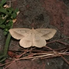 Least-marked Euchlaena Moth thumbnail 1