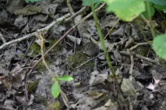 White-footed Vole thumbnail 2