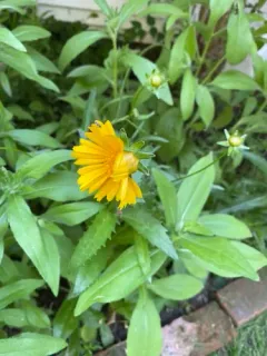 field marigold thumbnail 3