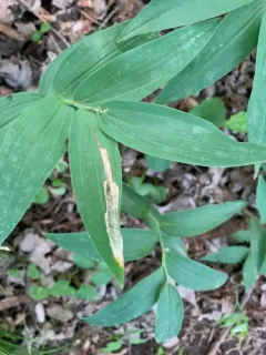 Synchysa tricincta thumbnail 2