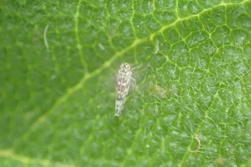 Banded sage hopper