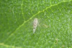 Banded sage hopper thumbnail 1
