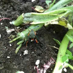 Squash Vine Borer thumbnail 2