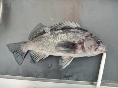Deacon Rockfish thumbnail 4