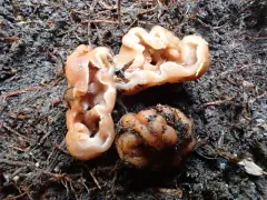 cubed fold truffle thumbnail 2
