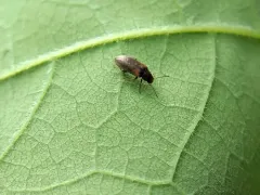 Microtonus sericans thumbnail 2