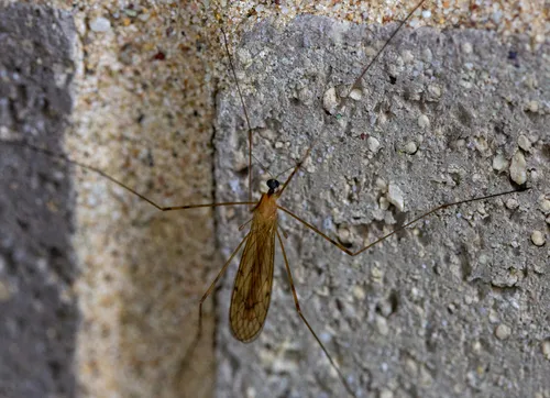 Limonia tristigma