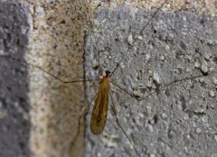 Limonia tristigma thumbnail 1