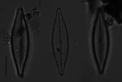 Navicula trivialis thumbnail 4
