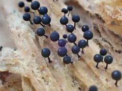 Enerthenema papillatum thumbnail 2