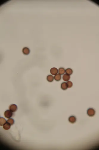 Claustria didermoides