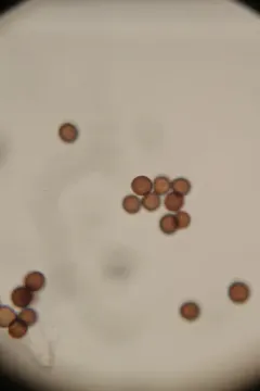 Claustria didermoides thumbnail 1