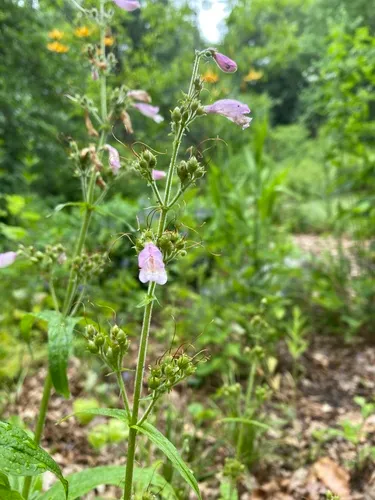 eastern gray beardtongue